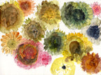 Colorful watercolor flowers on a white background